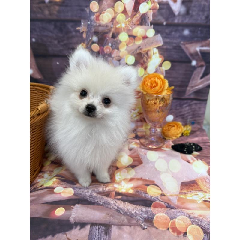 販売中の兵庫県のポメラニアン-414753の2枚目