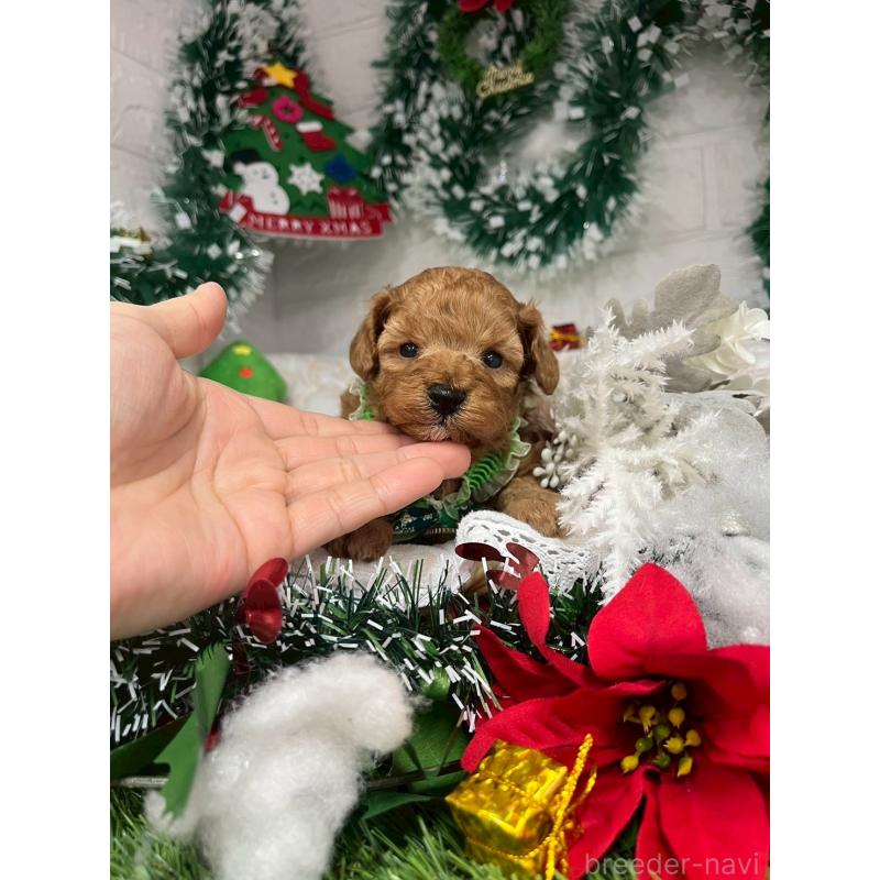 販売中の愛知県のトイプードル-429742の12枚目