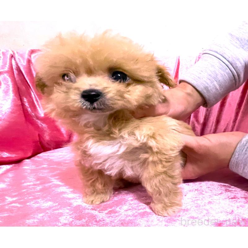 販売中の大阪府のティーカッププードル-433379