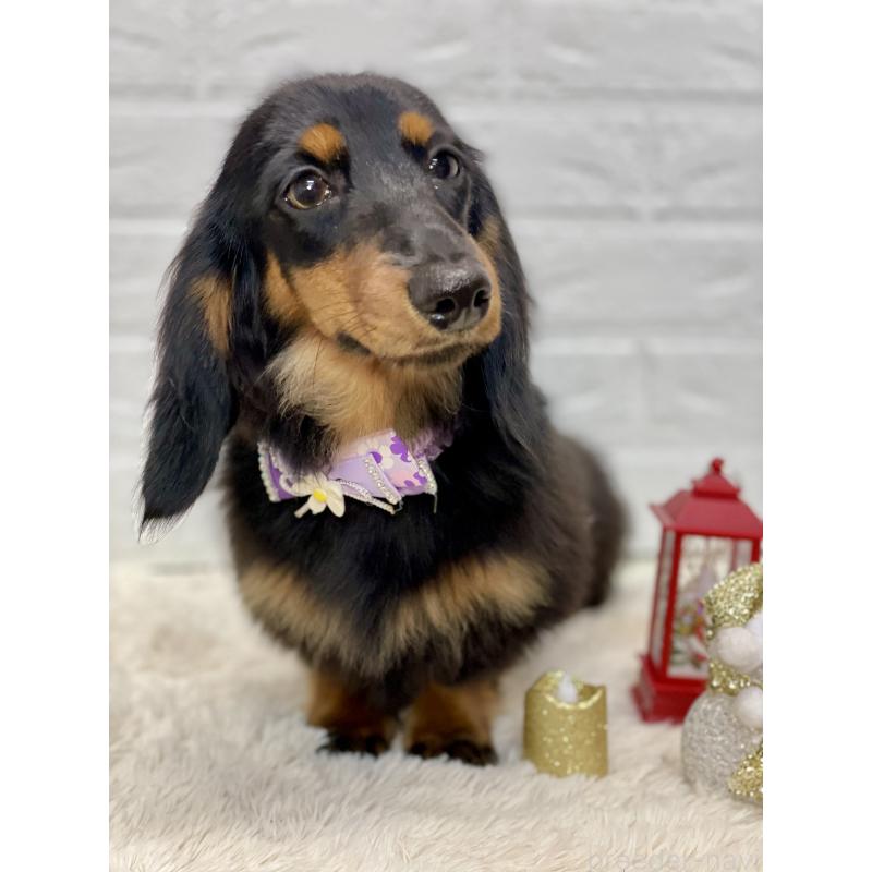 販売中の埼玉県のカニンヘンダックスフンド(ロングヘアード)-407548の5枚目