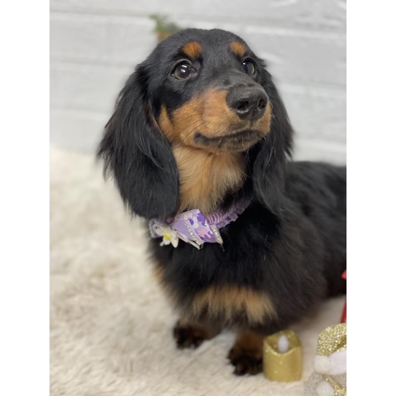 販売中の埼玉県のカニンヘンダックスフンド(ロングヘアード)-407548の4枚目