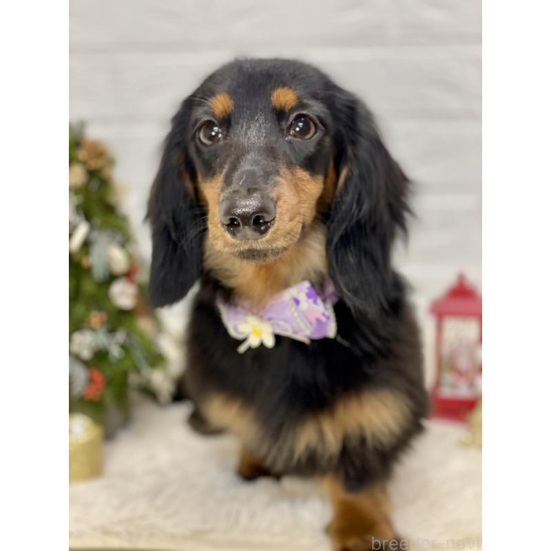 販売中の埼玉県のカニンヘンダックスフンド(ロングヘアード)-407548の3枚目