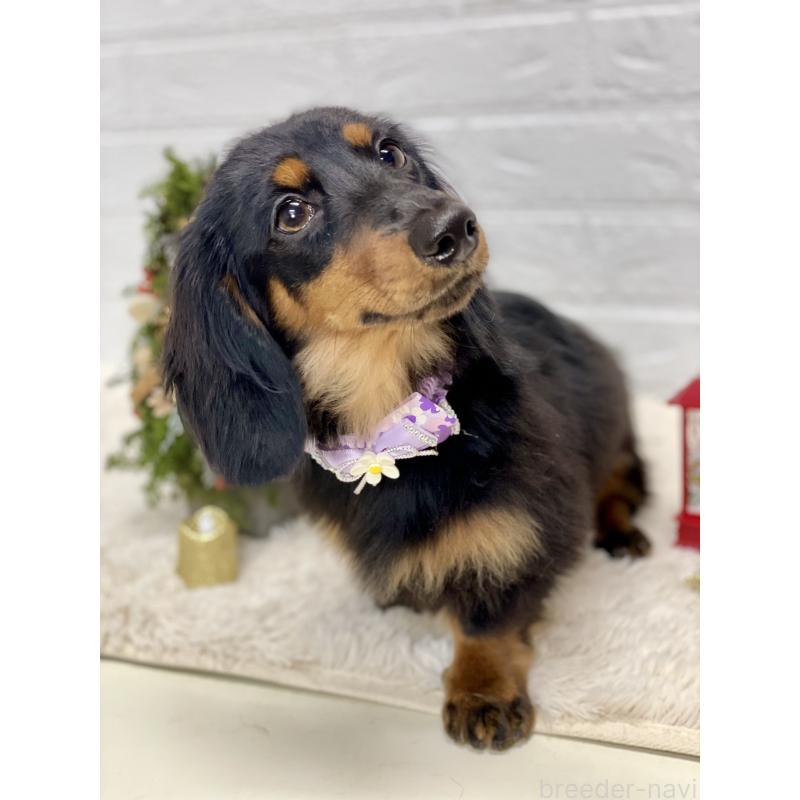 販売中の埼玉県のカニンヘンダックスフンド(ロングヘアード)-407548の2枚目