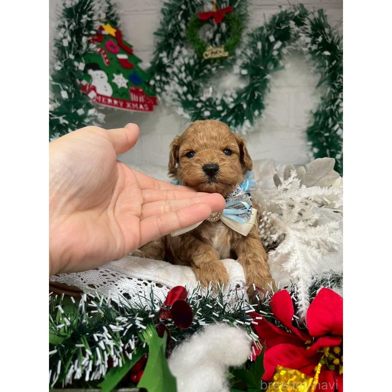 販売中の愛知県のトイプードル-429804の11枚目