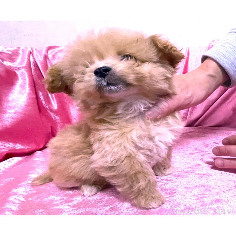 販売中の大阪府のティーカッププードル-433379の4枚目