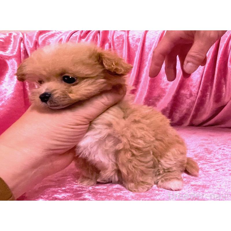 販売中の大阪府のティーカッププードル-433379の3枚目