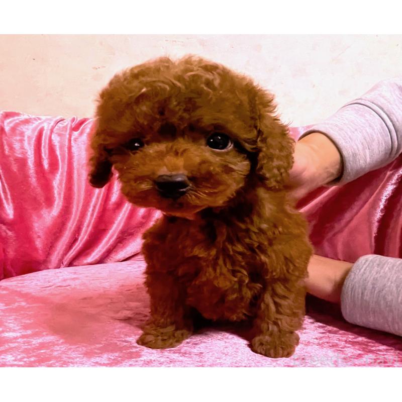 販売中の大阪府のティーカッププードル-433383