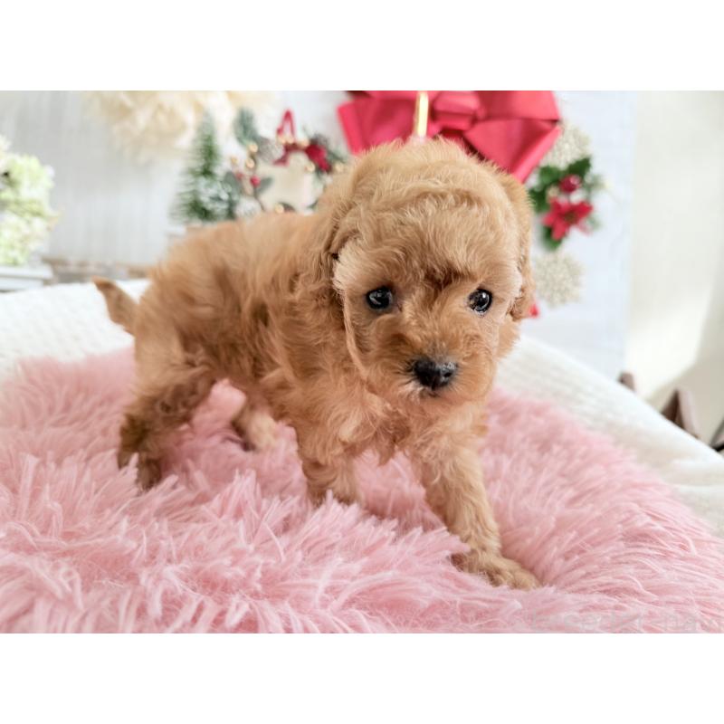 販売中の京都府のタイニープードル-433384の8枚目