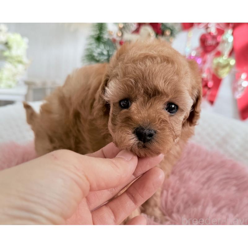販売中の京都府のタイニープードル-433384の7枚目