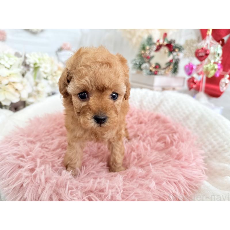 販売中の京都府のタイニープードル-433384の6枚目