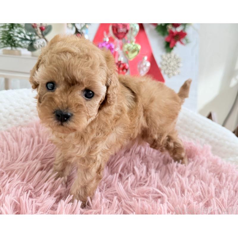 販売中の京都府のタイニープードル-433384の5枚目