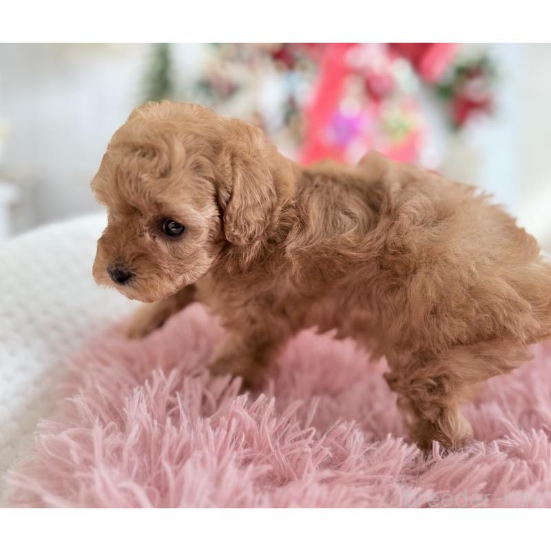 販売中の京都府のタイニープードル-433384の4枚目