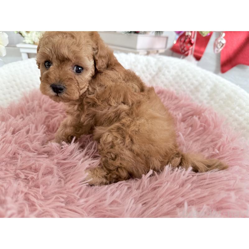 販売中の京都府のタイニープードル-433384の3枚目