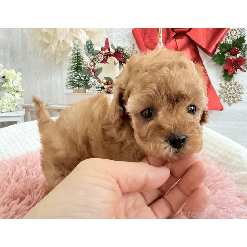 販売中の京都府のタイニープードル-433384の2枚目