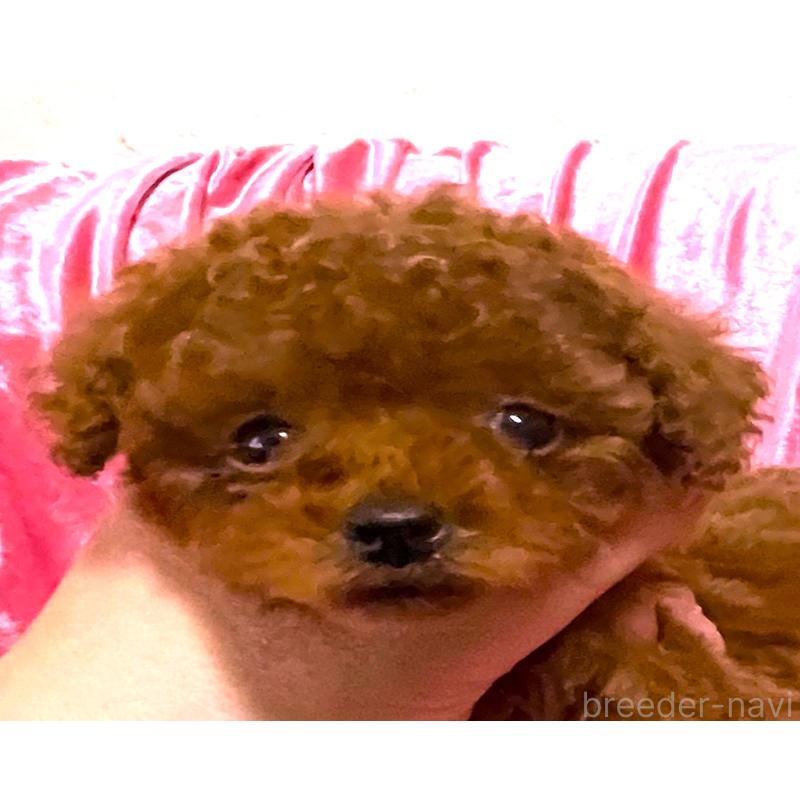 販売中の大阪府のティーカッププードル-433385の5枚目