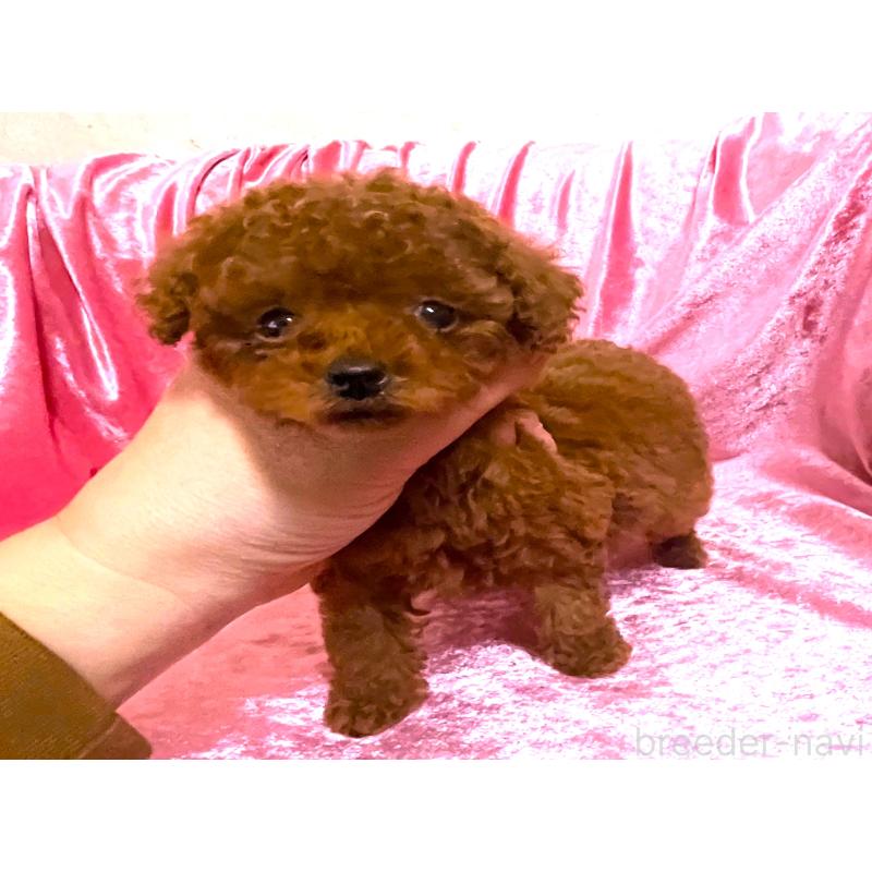 販売中の大阪府のティーカッププードル-433385の4枚目