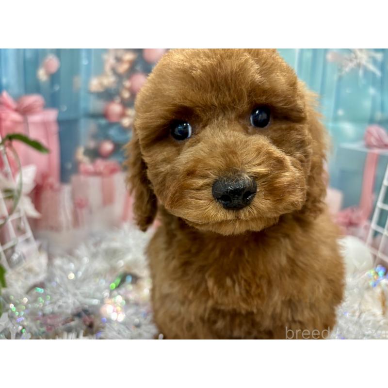 販売中の栃木県のトイプードル-423585