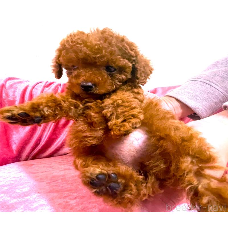 販売中の大阪府のティーカッププードル-433385の2枚目