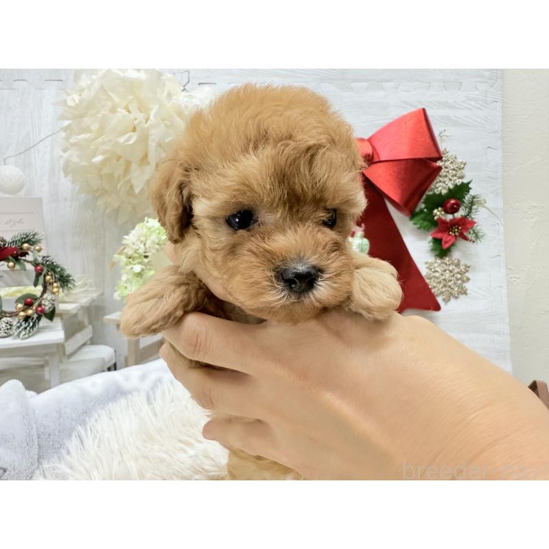 販売中の京都府のタイニープードル-433386の13枚目