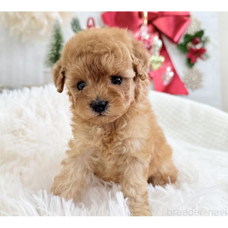 販売中の京都府のタイニープードル-433386の12枚目