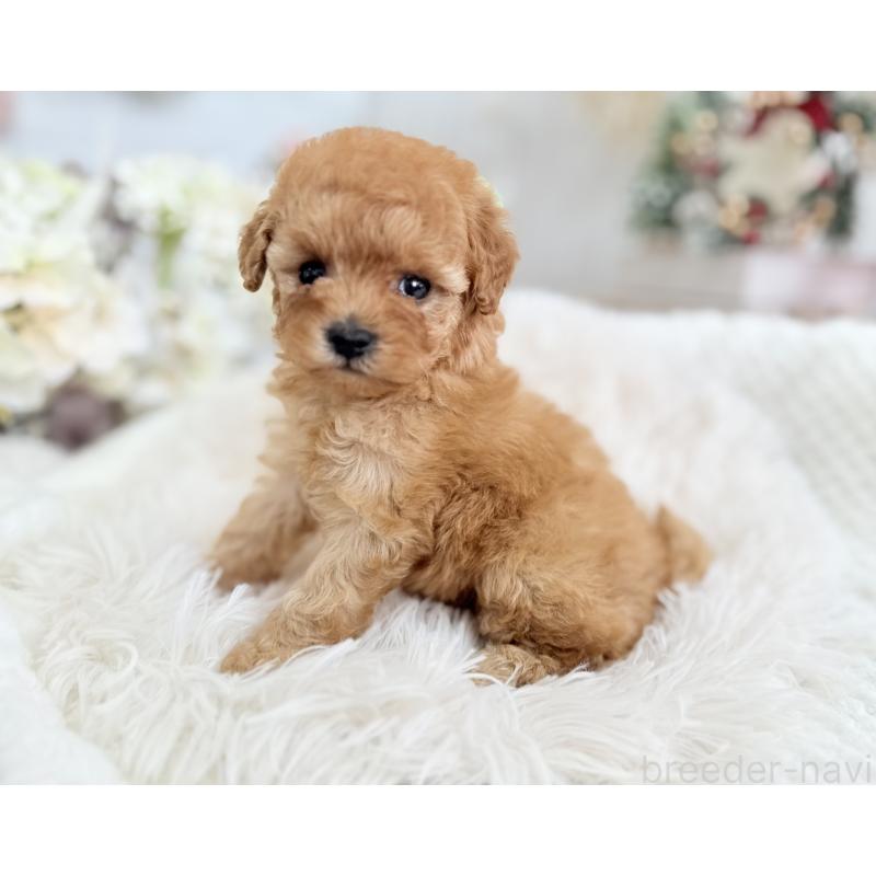 販売中の京都府のタイニープードル-433386の11枚目