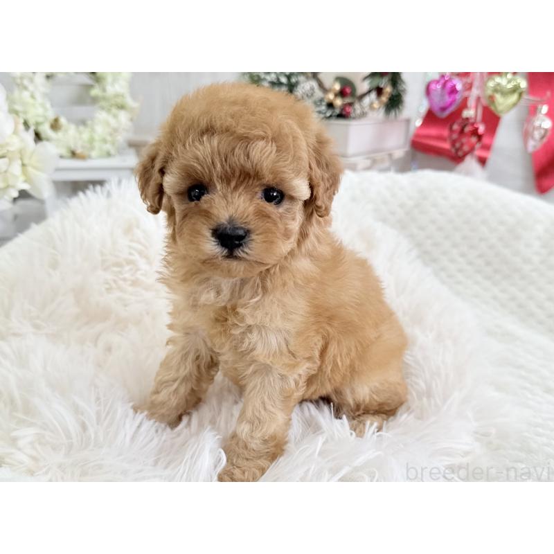 販売中の京都府のタイニープードル-433386の10枚目