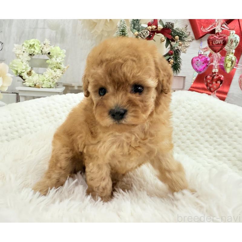 販売中の京都府のタイニープードル-433386の9枚目