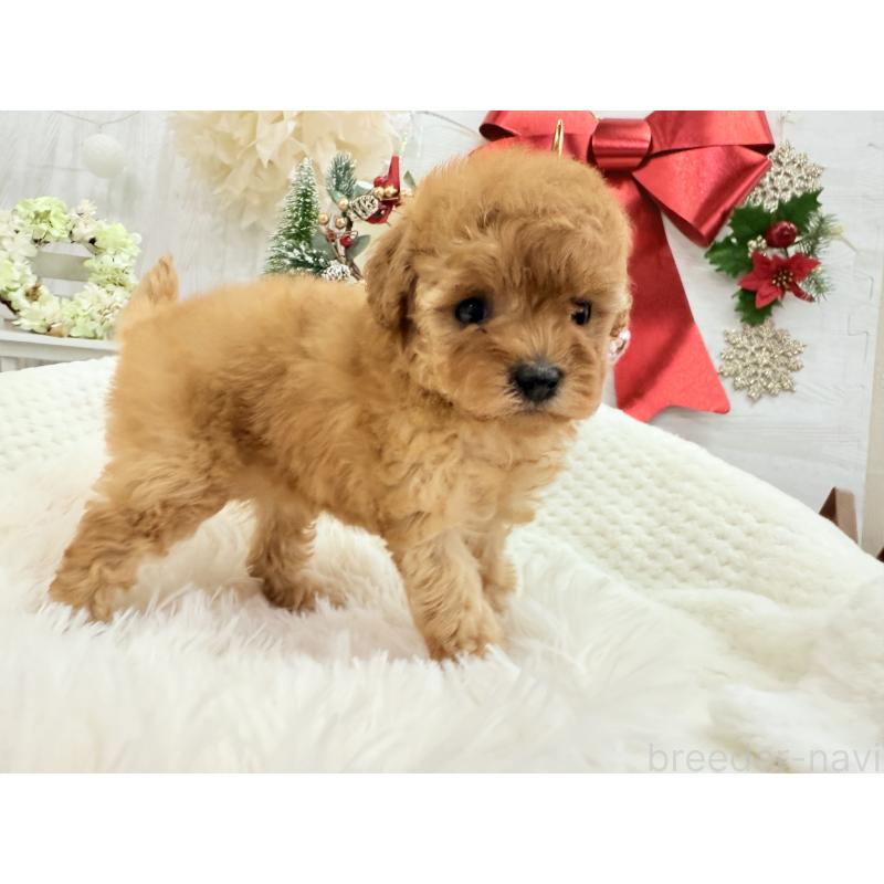 販売中の京都府のタイニープードル-433386の8枚目