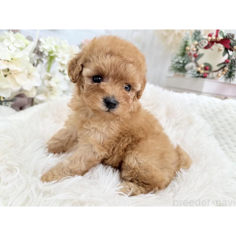 販売中の京都府のタイニープードル-433386の7枚目