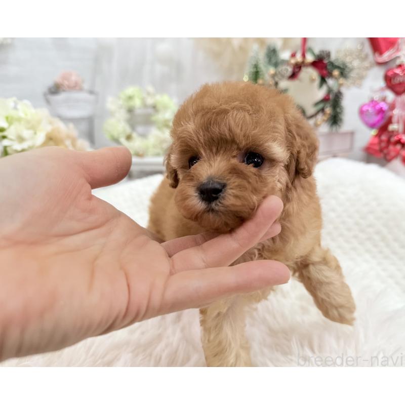 販売中の京都府のタイニープードル-433386の6枚目