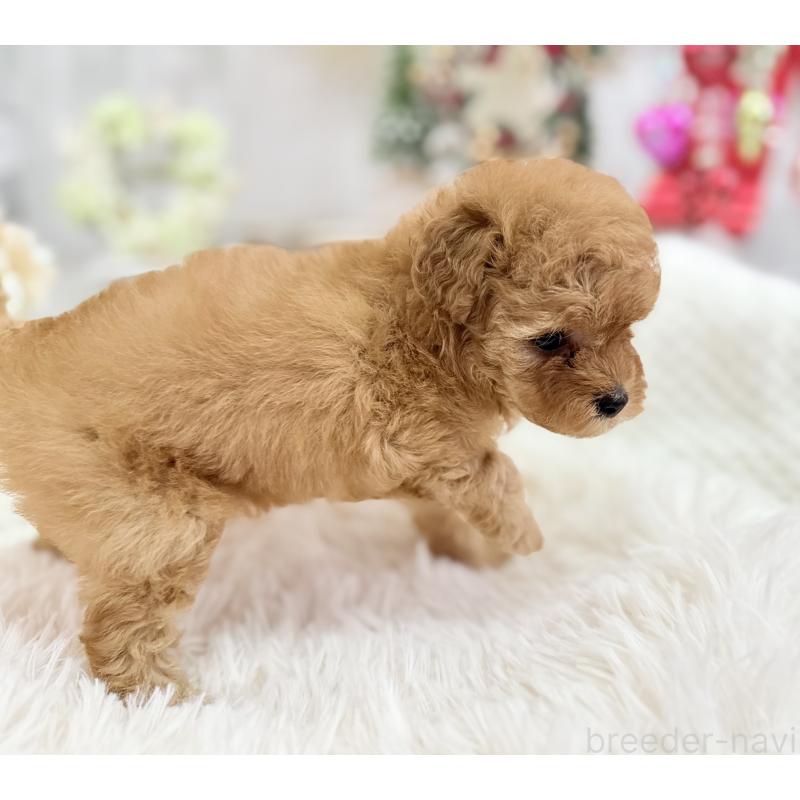 販売中の京都府のタイニープードル-433386の5枚目