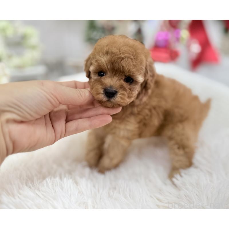 販売中の京都府のタイニープードル-433386の4枚目