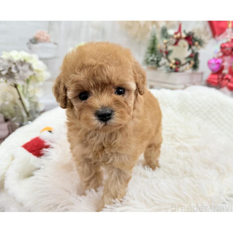 販売中の京都府のタイニープードル-433386の3枚目