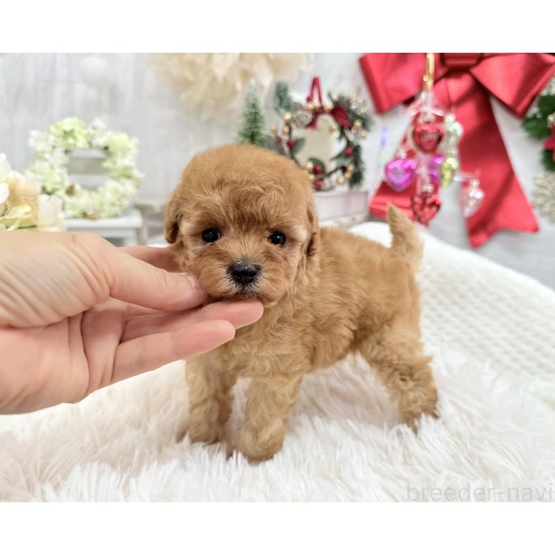販売中の京都府のタイニープードル-433386の2枚目