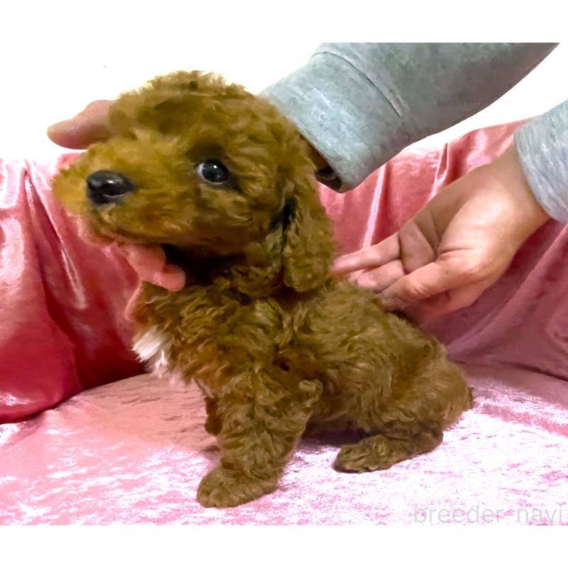 販売中の大阪府のタイニープードル-433388の3枚目