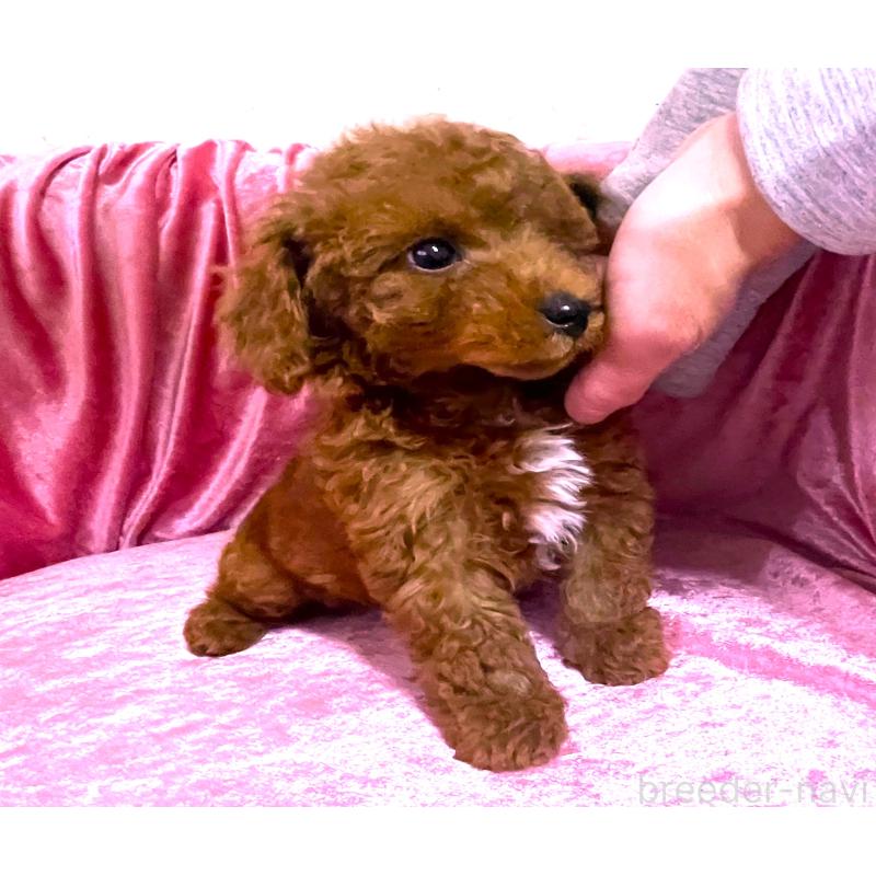 販売中の大阪府のタイニープードル-433388の2枚目