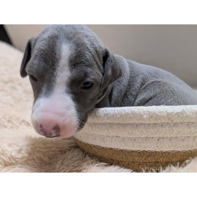 販売中の愛媛県のイタリアングレーハウンド(イタグレ)-430147