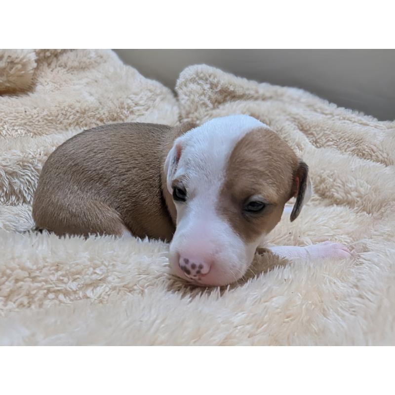 成約済の愛媛県のイタリアングレーハウンド(イタグレ)-430154の8枚目