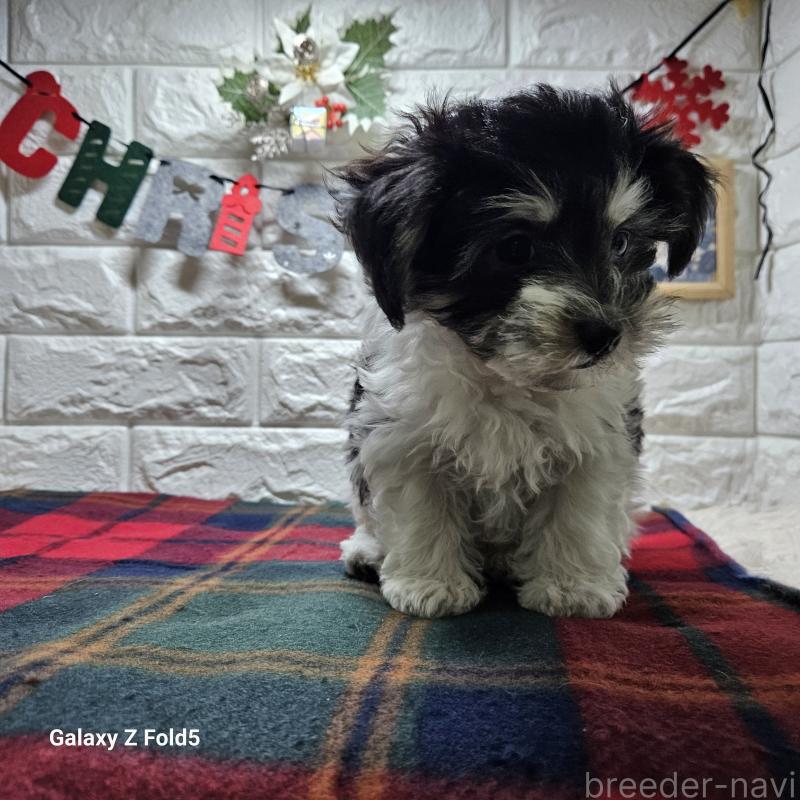 販売中の愛知県のチワマル:チワワ×マルチーズ-432108の16枚目