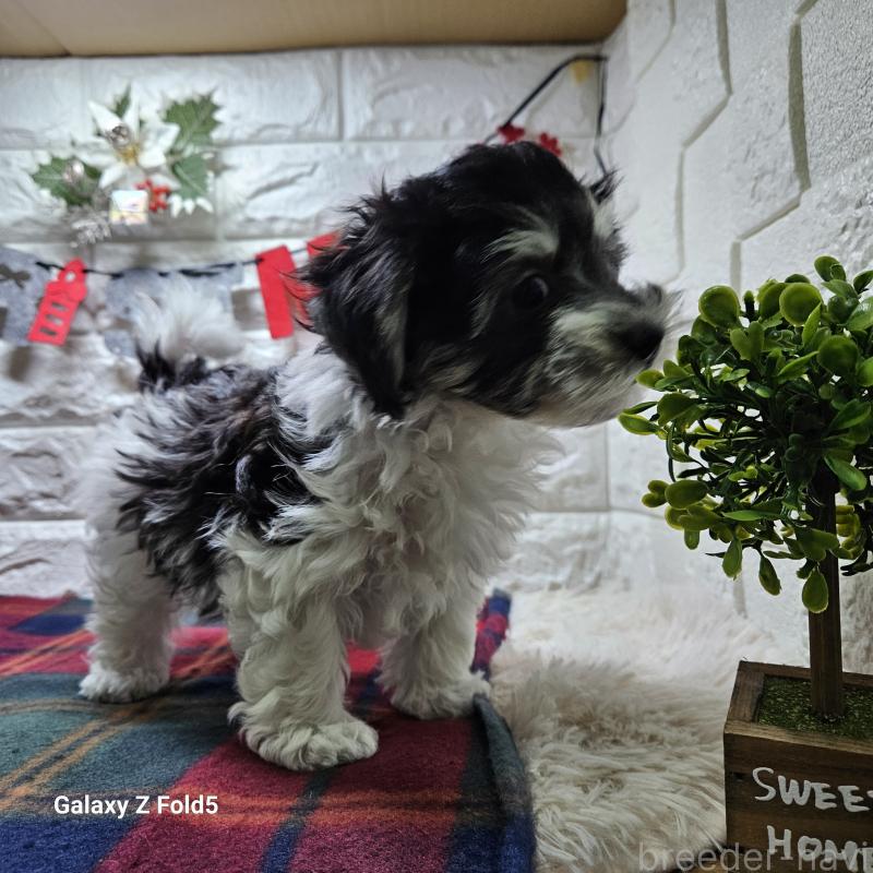 販売中の愛知県のチワマル:チワワ×マルチーズ-432108の14枚目