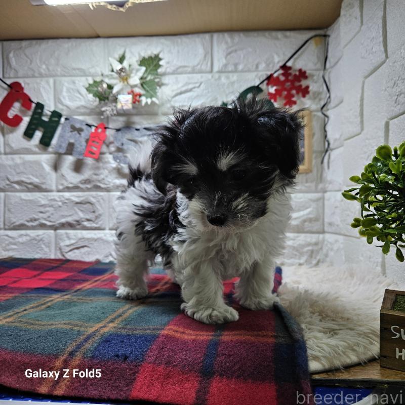 販売中の愛知県のチワマル:チワワ×マルチーズ-432108の13枚目