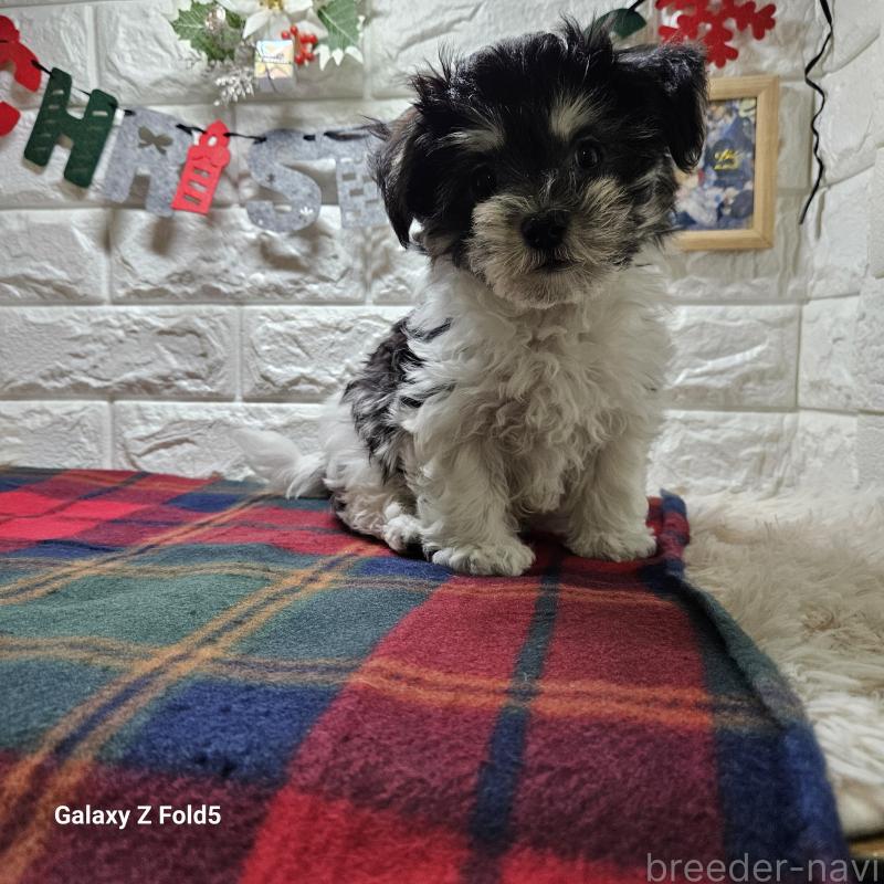 販売中の愛知県のチワマル:チワワ×マルチーズ-432108の12枚目