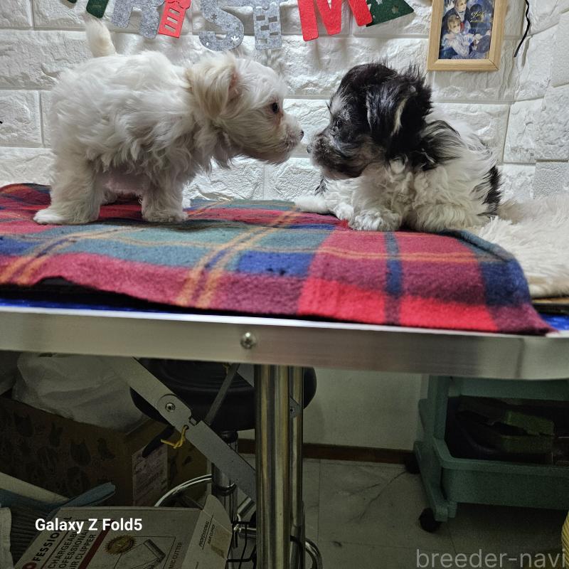 販売中の愛知県のチワマル:チワワ×マルチーズ-432108の11枚目