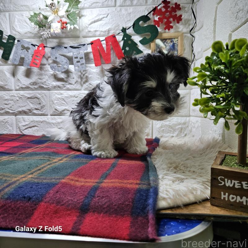 販売中の愛知県のチワマル:チワワ×マルチーズ-432108の10枚目