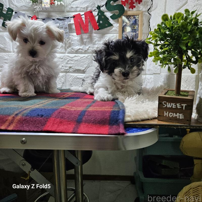 販売中の愛知県のチワマル:チワワ×マルチーズ-432108の9枚目