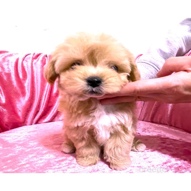 販売中の大阪府のティーカッププードル-433376の1枚目