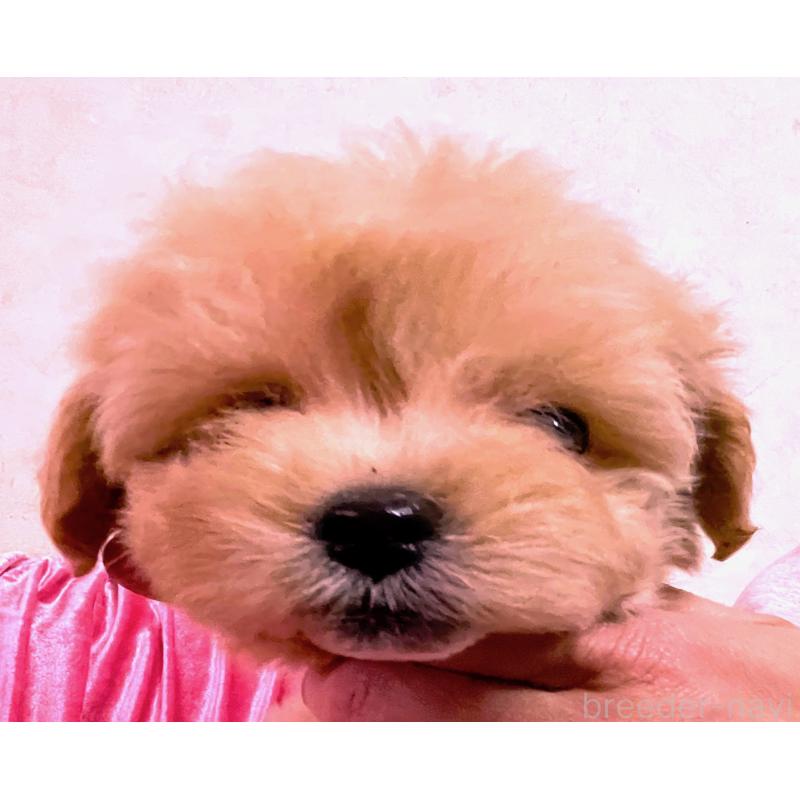 販売中の大阪府のティーカッププードル-433376の5枚目