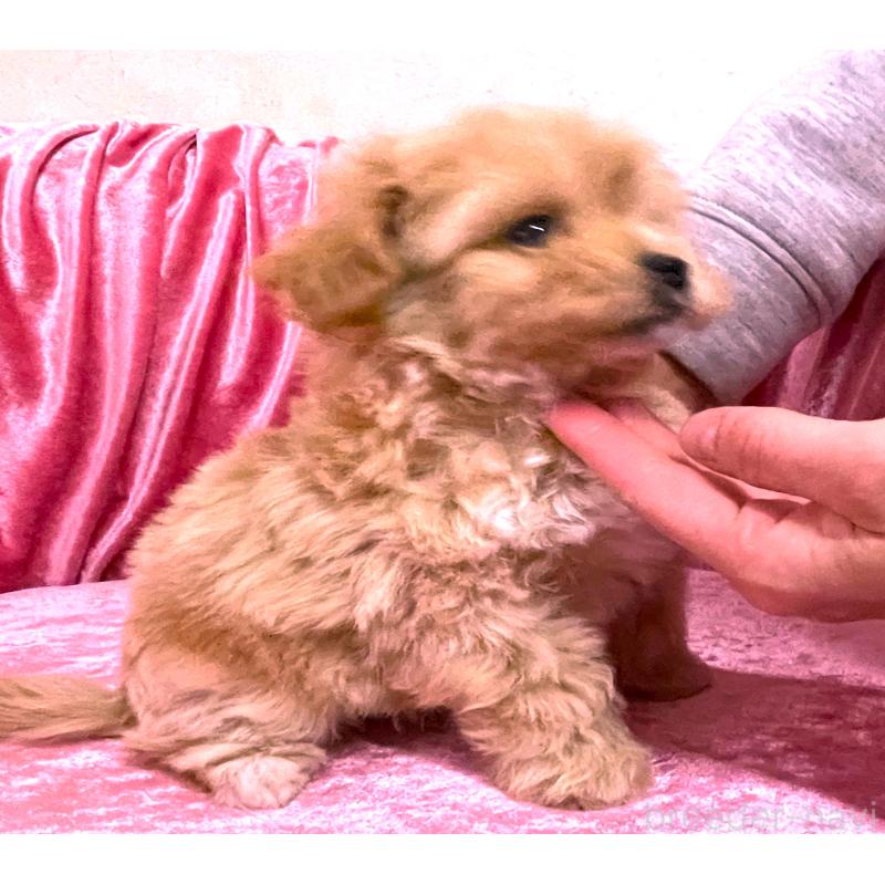 販売中の大阪府のティーカッププードル-433376の4枚目