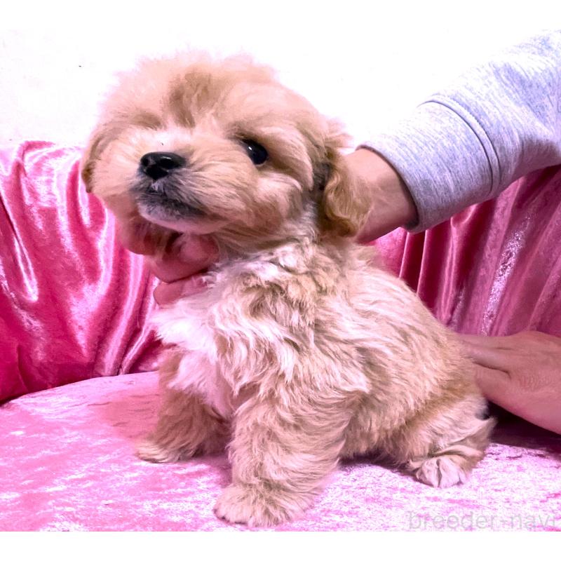 販売中の大阪府のティーカッププードル-433376の3枚目