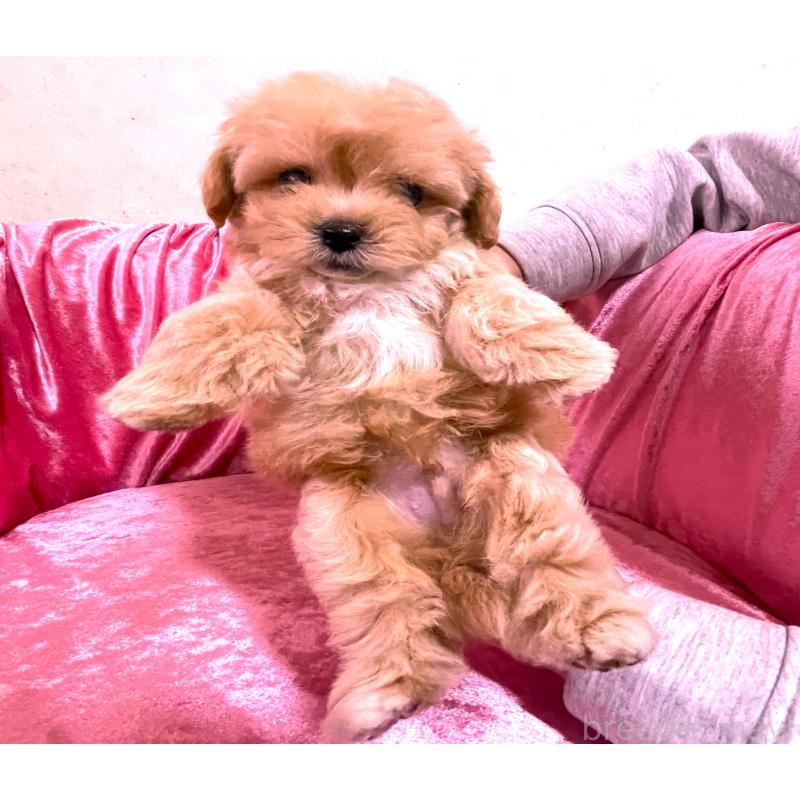 販売中の大阪府のティーカッププードル-433376の2枚目